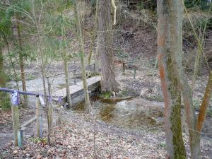 Eine Brücke in einem Waldgebiet
