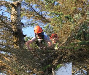 Zwei Menschen beschneiden Bäume