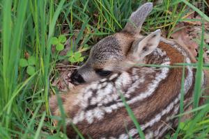 Ein Rehkitz liegt im hohen Gras