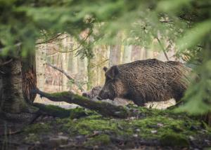 Zwei Wildschweine im Wald