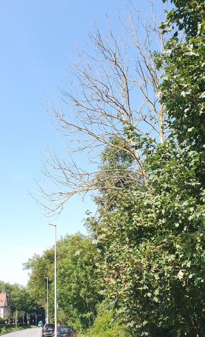 Ein toter Baum steht an der Straße zwischen gesunden Bäumen.