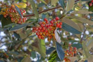 Echten Mehlbeere: Beeren in der Nahaufnahme