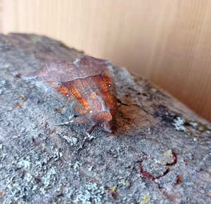 Der nachtaktive Falter Zackeneule sitzt auf einem Holzstück