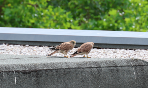 Zwei junge Falken sitzen auf dem Dach der Stadtverwaltung Jena.