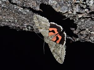 Der Falter "Roter Ordensband" sitzt auf einem Ast.