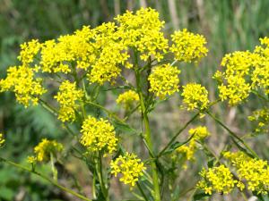 Orientalische Zackenschote