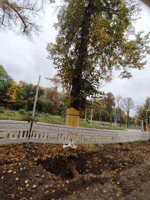 Eine Linde steht am Straßenrand. Direkt vor ihr befindet sich eine Baustelle.
