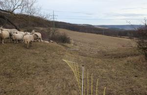 Schafe stehen auf einer Weide. Der Weidezaun ist niedergetreten.