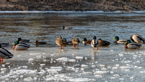 Enten auf zugefrorenem Fluss
