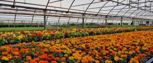 Blick in ein Gewächshaus mit Blumen