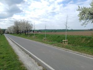 Baumpflanzungen Krippendorf an der Straße