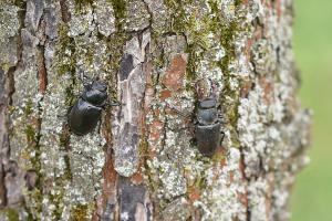 Ein weiblicher und ein männlicher Hirschkäfer sitzen auf einem Baum.
