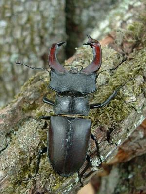 Ein männlicher Hirschkäfer auf einem Baum