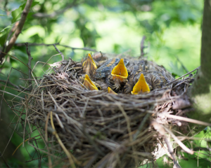 Die geöffneten Schnäbel von Jungvögeln, die gefüttert werden wollen, gucken aus einem Nest.