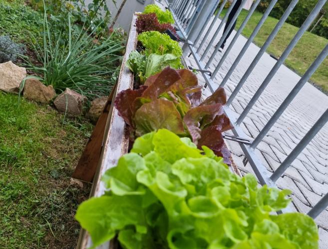 In einem Blumenkasten wächst Salat