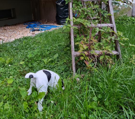 Eine Hundefigur steckt neben einer bewchsenen Holzleiter den Kopf ins Gras