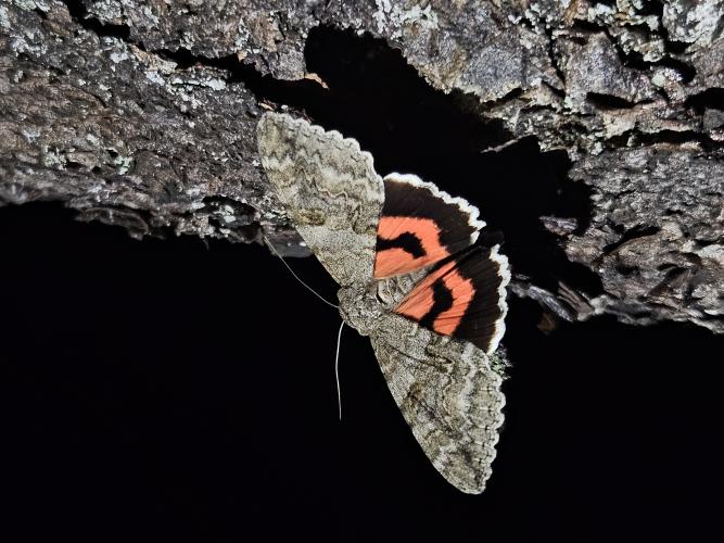 Der Falter "Roter Ordensband" sitzt auf einem Ast.