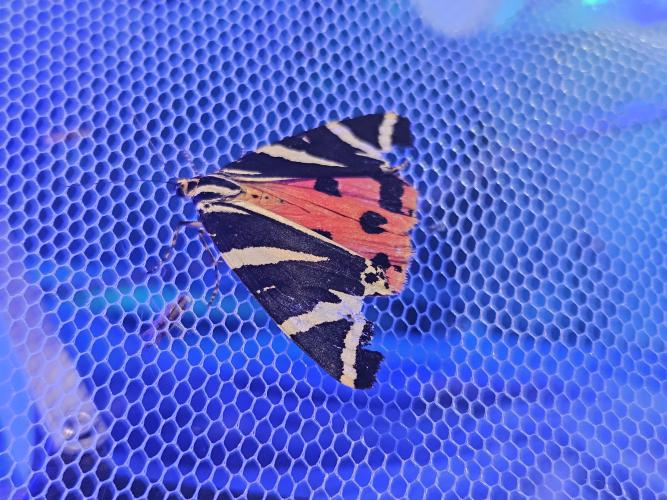 Die Spanische Flagge - ein nach europäischem Recht streng geschützter Nachtfalter - sitzt beim Lichtfang auf einem Netz.