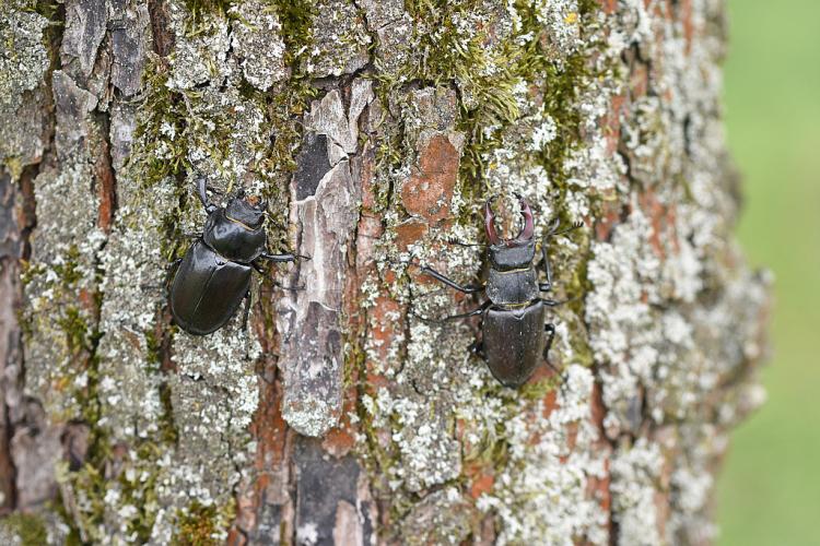 Ein weiblicher und ein männlicher Hirschkäfer sitzen auf einem Baum.