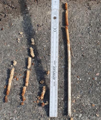 Drei der vier Bohrkernen zeigen bereits stark geschädigtes Holz.