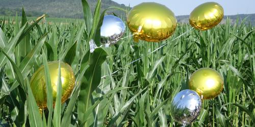 Vier goldene und zwei silberne Luftballons schweben in einem Maisfeld. Auf der Fläche soll ein Gewerbegebiet entstehen.