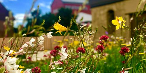 bunte Blumen im Vordergrund, verschwommene im Hintergrund: Gebäude und blauer Himmel