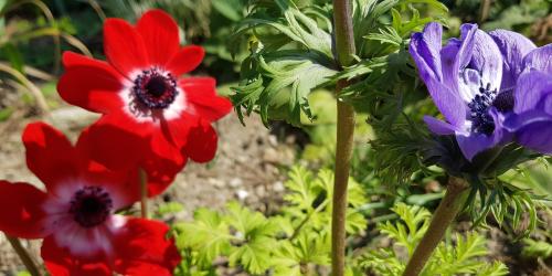 Blau und rot blühende Blumen