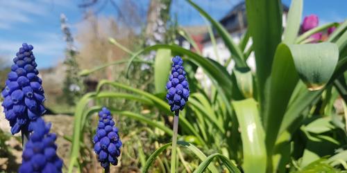 Mehrere in Traubenform blühende dunkelblaue Blumen in einem Beet