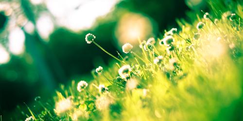 Gänseblümchen auf einer Wiese im Sonnenlicht