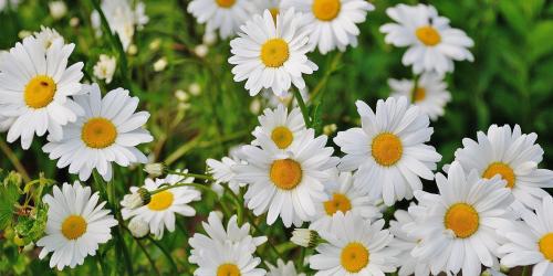 Wiese mit Gänseblümchen