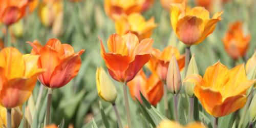 Orange-Rote Tulpen auf einem Feld