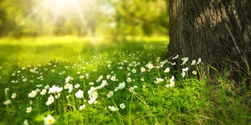 Gegenlichtaufnahme mit grüner Wiese weißen Blumen und einem Baum.