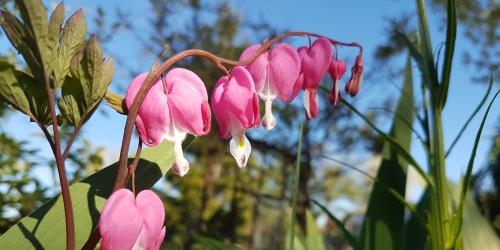 Rosa Blüten in Herzform an einer grün beblätterten Staude