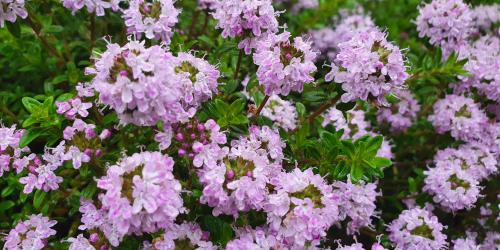 Lila blühender Thymian