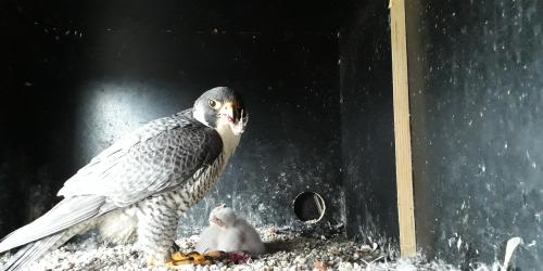 Ein männlicher Wanderfalke füttert zwei Jungtiere.