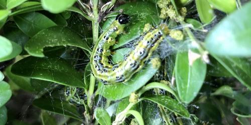 Eine Raupe zwischen Blättern