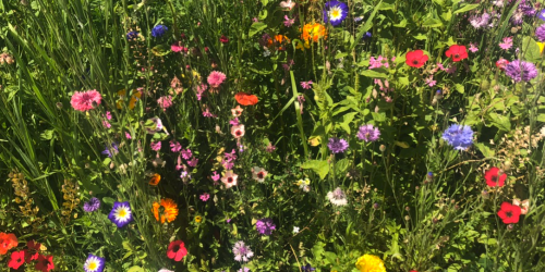 Eine Wiese mit vielen Blumen