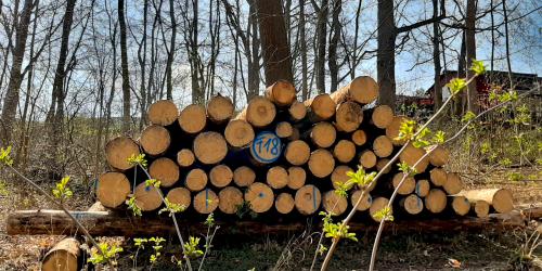 Gefällte Baumstämme im Wald
