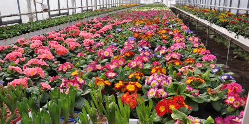 Blumenreihen in einem Gewächshaus