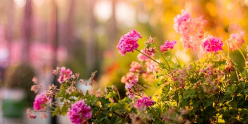 Rosa blühende Blumen