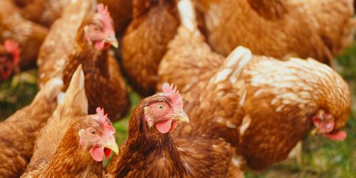 Eine Gruppe von Hühnern