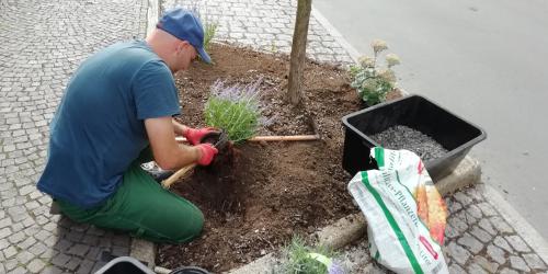 Ein Mann pflegt einen Baum im Straßenraum 