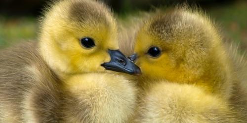 Zwei Entenkücken schnäbeln miteinander