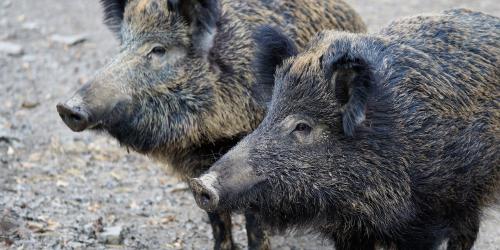 Zwei Wildschweine im Wald