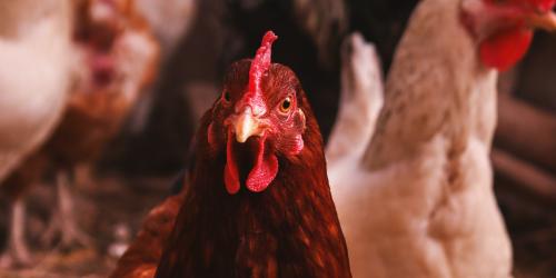 Hühner schauen in die Kamera