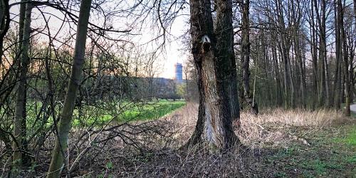 Ein Park mit Bäumen