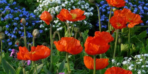Ein Beet mit vielen bunten Blumen.