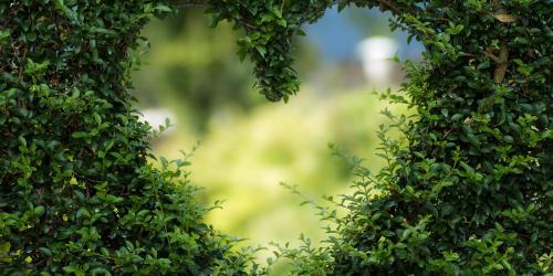 In einer Hecke ist ein Herzauschnitt. Dahinter sieht man verschommenes Grün.