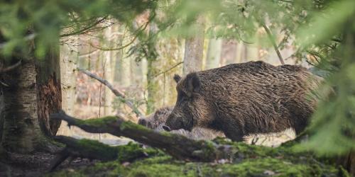 Zwei Wildschweine im Wald