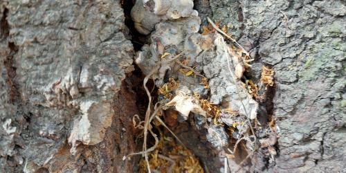 Eine Linde ist mit einem Brandkrustenpilz befallen.